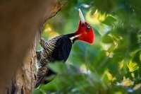 Datel svetlezoby - Campephilus guatemalensis - Pale-billed woodpecker 2477